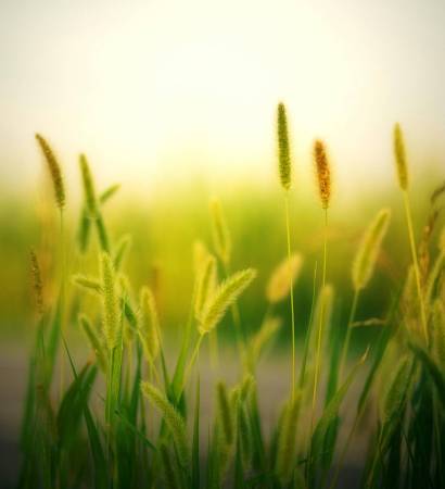 pexels-jplenio-1146714